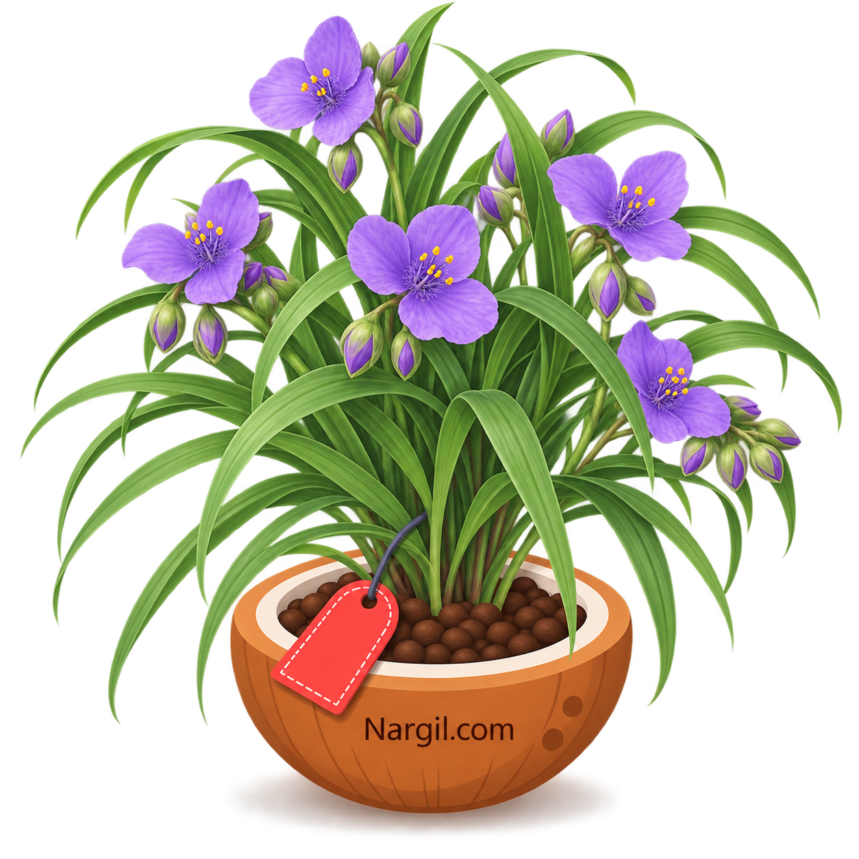 Nargil_Tradescantia Virginiana